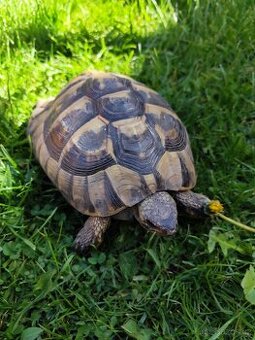 Želva testudo hermani