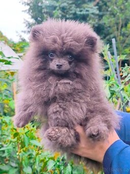 Pomeranian s pp