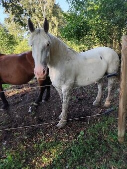 Percheron