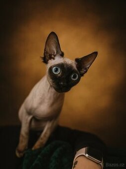 Sphynx