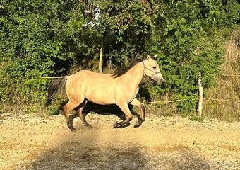 AQH hřebeček, 1,5r., buckskin