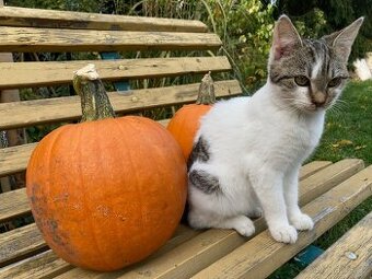 Daruji kotě nalezené v lese