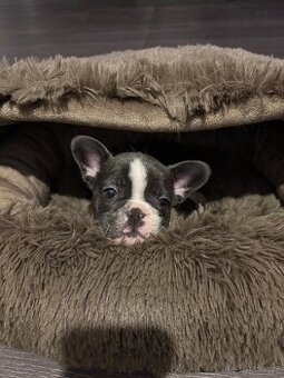 Francouzský buldoček - Modrá fenka - 1