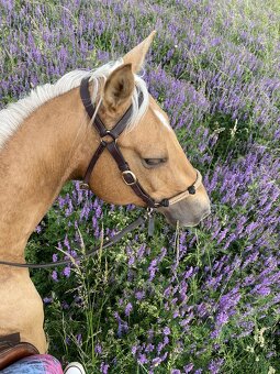 Prodám březí kobylku qh My Chex Roayal Lady