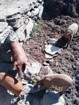 Selata Mangalice x Duroc