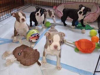 Boston terier Bostonský terier