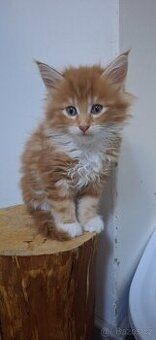 Mainská mývalí bez PP