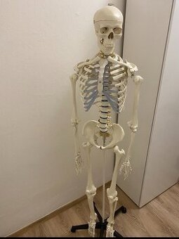 Kostra člověka, anatomický model