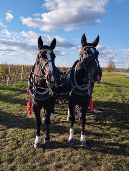 Česky teplokrevnik - 1