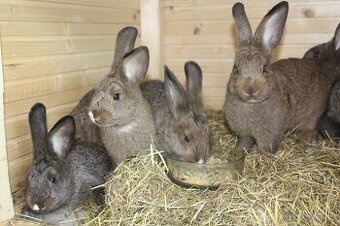 Vídeňský králík