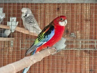 Prodám rosela pestrá