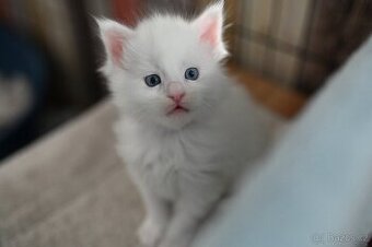 Mainská mývalí - maine coon - MCO - modrooká kočička VIOLA