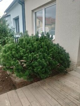 Borovice Kleč 1,5 x 2m ( Pinus Mugo )