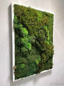 NOVÝ mechový "živý" obraz 50x70 cm, design, mech, Praha 4
