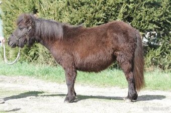 roční shetland pony s PP