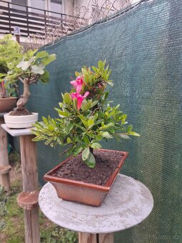 Bonsai,bonsaj Japonska Azalka