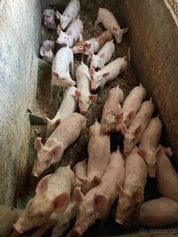Prodám MASNÁ, rychle rostoucí selata 7 - 25 kg