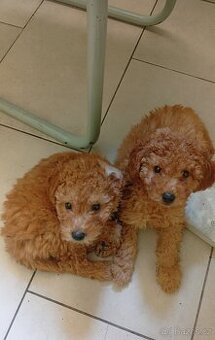 Maltipoo