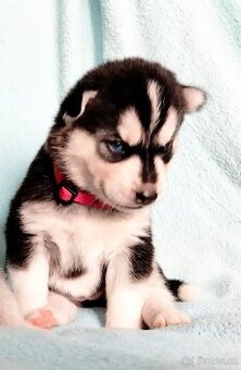 Sibiřský husky štěňata