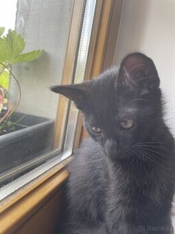Jsme tři malí kočičí kluci, experti na mazlení 🐾🐈⬛