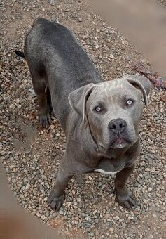 American bully xl