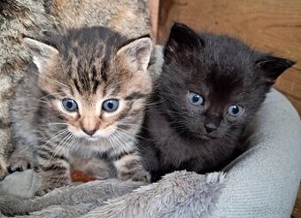 Daruji koťátko - mourovatá kočička