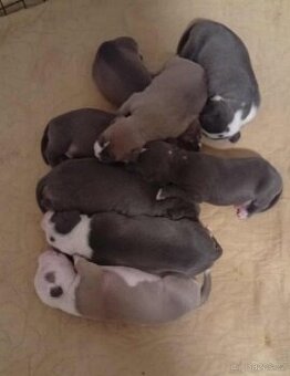 Americký stafordšírský teriér