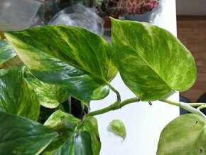 Epipremnum aureum golden