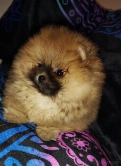 Pomeranian TOP fenečka a pejsek