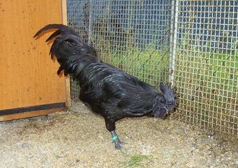 Ayam Cemani