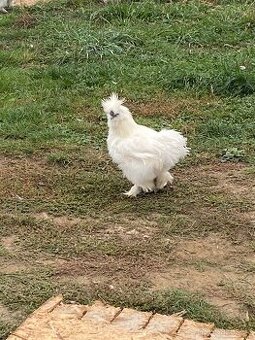 Kohout hedvábničky bílé