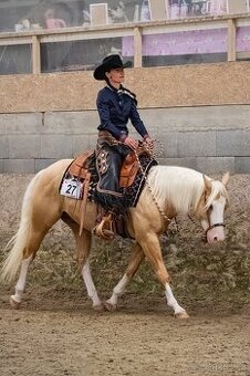 Připouštění AQH/ APH hřebcem