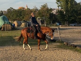 Hřebec APH - připouštění