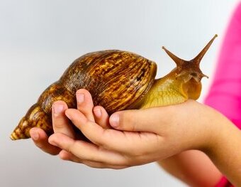 Africký šnek -  Oblovka