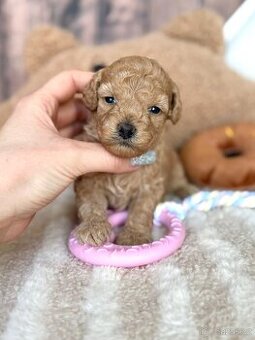 Pudel Toy Pudlik pudl