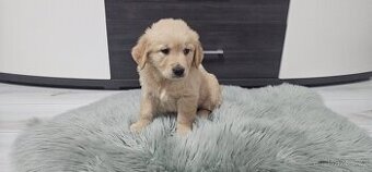 Zlatý retrívr /Golden retrívr