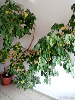 Fikus benjamín zdarma