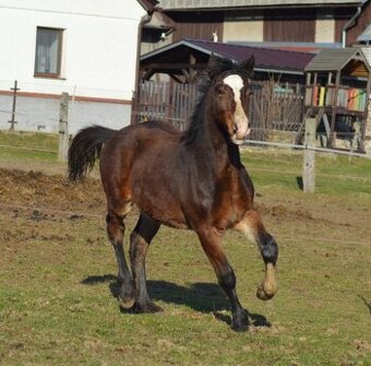 Welsh cob- hřebeček