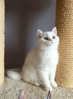 Koťátka britské kočičky s PP