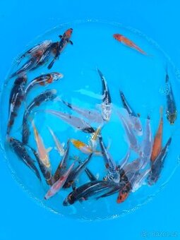 ❗️KOI KAPR KVALITA A,B 7-15CM❗️
