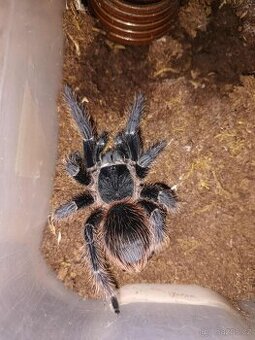 Sklípkani  - Ostrava Fauna trhy - 26.7.2026