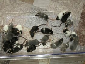 Myši