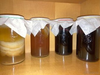 Kombucha TIBI Tibetská houba GPB zázvorové pivo kvásek