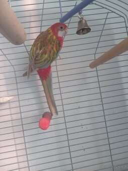 Rosela