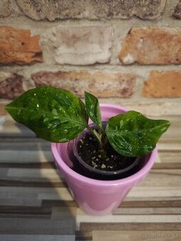 Aglaonema "tricolor" baby