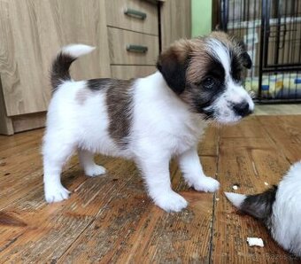 Jack russel terier