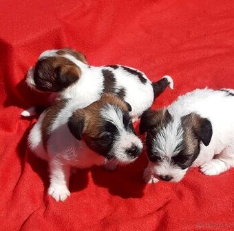 Jack russel terier