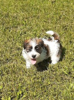 Jack russel terier