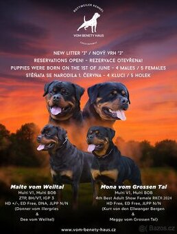 Rotvajler štěně, Rottweiler štěně, prodáme štěňata s PP