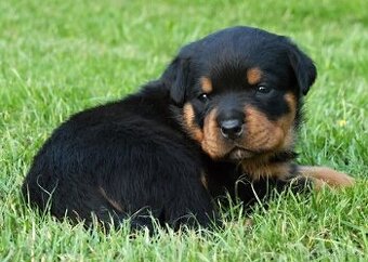 Rotvajler štěně, Rottweiler štěně, prodáme štěňata s PP